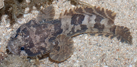 Toadfishes (Batrachoididae) on Singapore shores