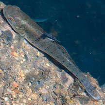 Gobies Gobiidae on Singapore shores