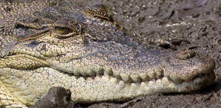 C. porosus at Sungei Buloh Wetland Reserve. Photo © Brandon Chia (permission pending)