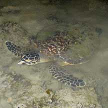 Sea turtles on the Shores of Singapore