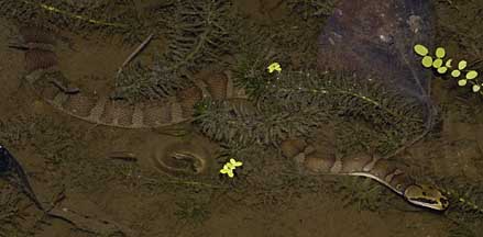 Пресноводные змеи (Homalopsinae) 060826sbwrd6352m6l
