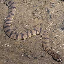 Dog-faced watersnakes (Cerberus rynchops) on the Shores of Singapore