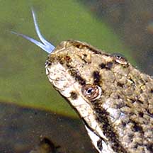 Dog-faced watersnakes (Cerberus rynchops) on the Shores of Singapore