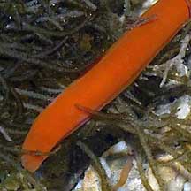 Red reef worm (Nemertea) on the of Singapore