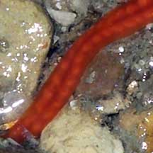 Red reef worm (Nemertea) on the of Singapore