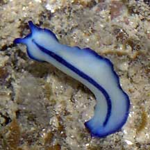 flatworms polycladida on the shores of singapore