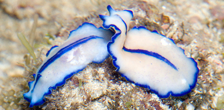 platyhelminthes polycladida)