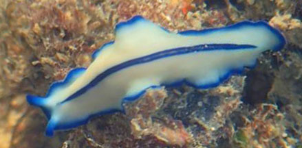 platyhelminthes flatworm