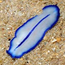 Platyhelminthes polycladida - Örvényférgek – Wikipédia