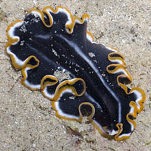 Platyhelminthes polycladida - Örvényférgek – Wikipédia