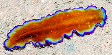 Platyhelminthes polycladida, Platyhelminthes polycladida