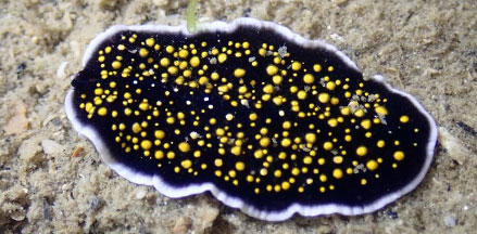 platyhelminthes polycladida)