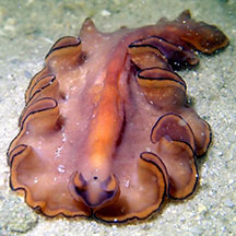 Platyhelminthes polycladida. Marine Planaria (Polycladida) giardia enterica