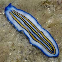 platyhelminthes polycladida)