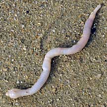 Going nuts over the peanut worms - Washington State Department of